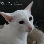 CH*Silver Fox ' Viviane