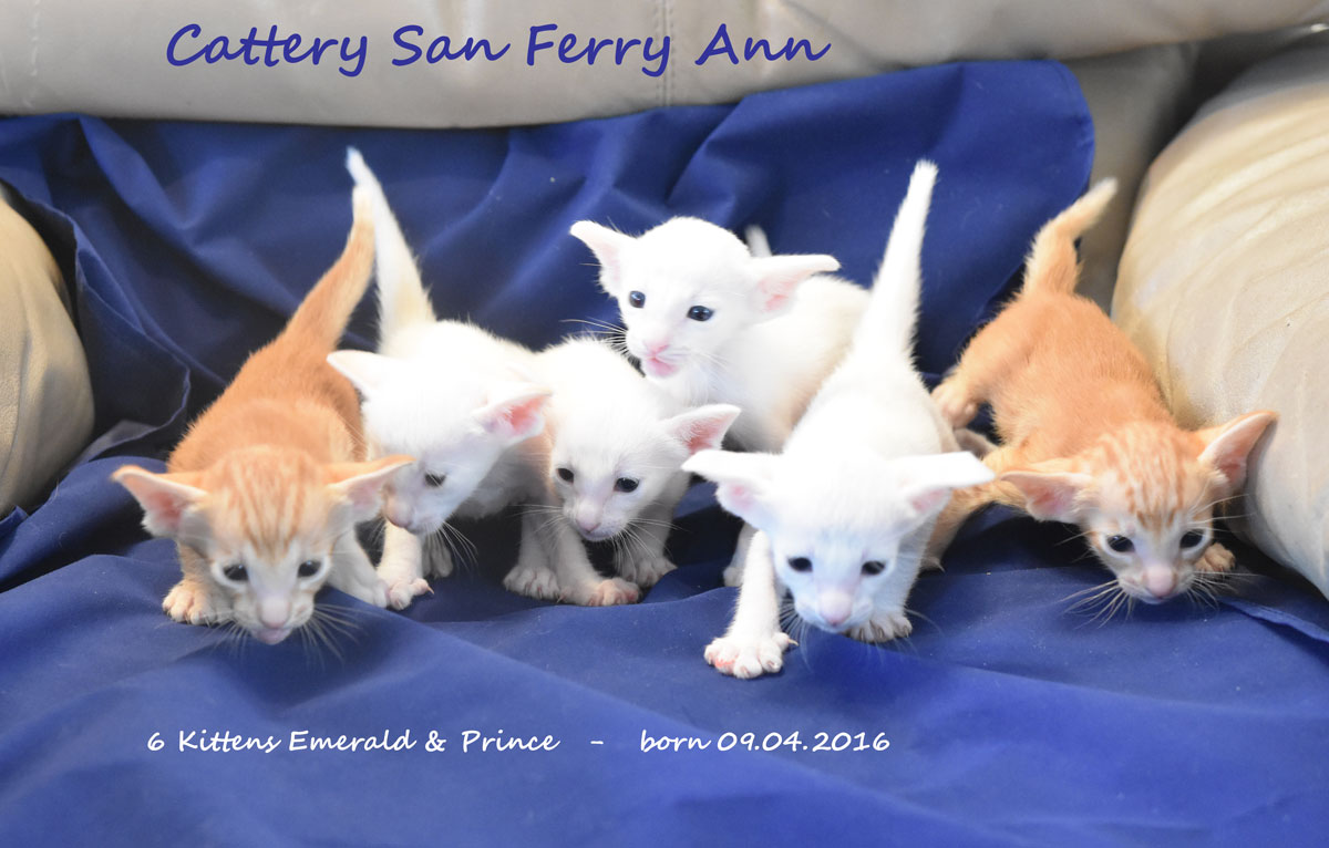 Kittens-Emmy-3-01T2-W1200