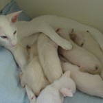 Love Me Tender Snow Princess and her first litter